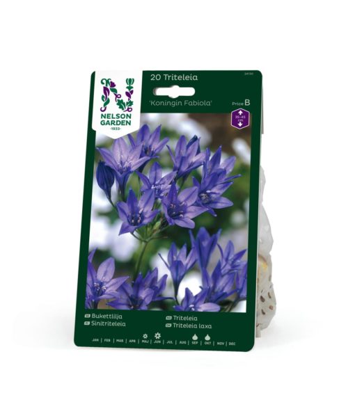 Triteleia, Koningin Fabiola, blå