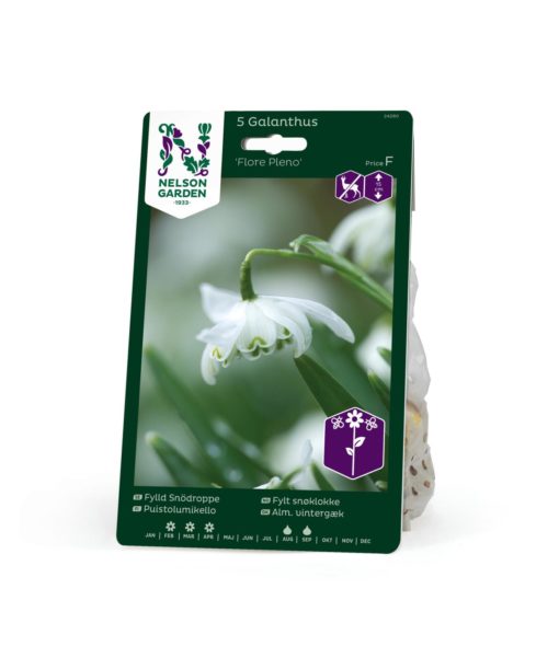 Snøklokke, Galanthus niv.pl. Dobbel hvit