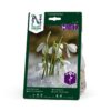 Snøklokke Galanthus nivalis