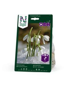 Snøklokke Galanthus nivalis