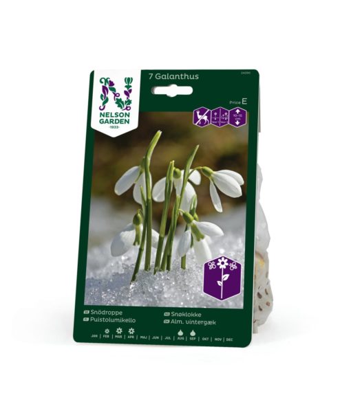 Snøklokke Galanthus nivalis