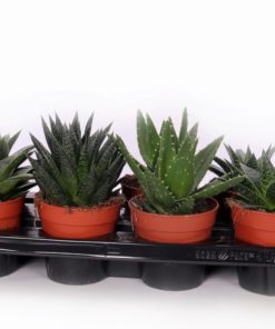 Aloe mix 12 cm