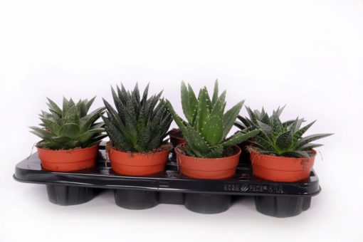 Aloe mix 12 cm