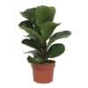 Ficus Lyrata - Fiolinfiken Bambino 12 cm