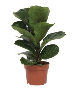 Ficus Lyrata - Fiolinfiken Bambino 12 cm