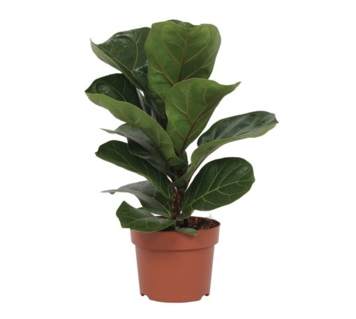 Ficus Lyrata - Fiolinfiken Bambino 12 cm