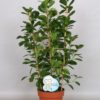 Ficus Moclame - Bjørkefiken 19 cm espalier