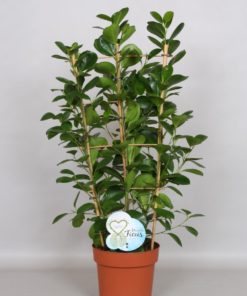 Ficus Moclame - Bjørkefiken 19 cm espalier