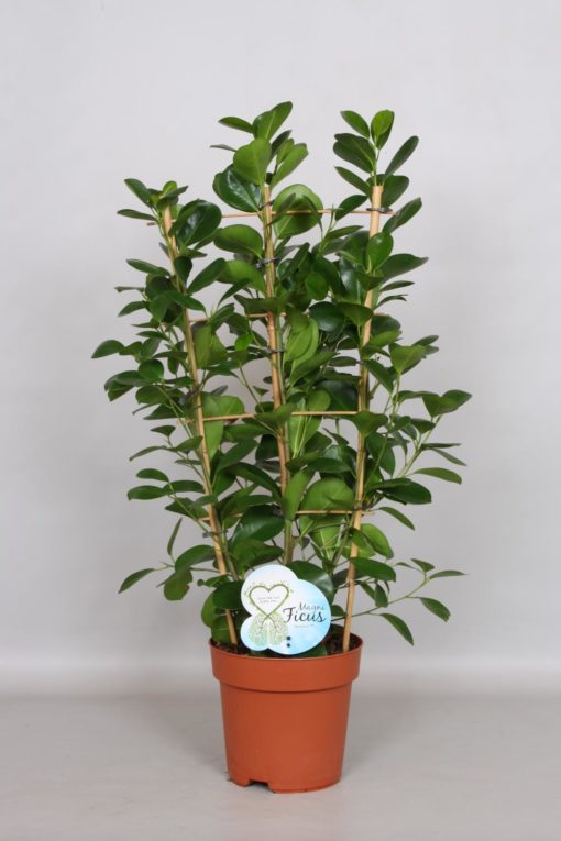 Ficus Moclame - Bjørkefiken 19 cm espalier