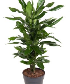 Dracaena Janet Lind - Dragetre grenet 21 cm