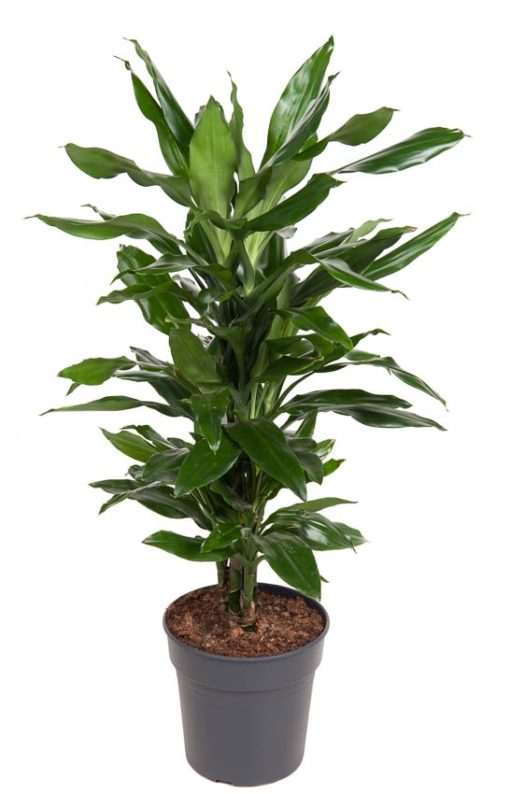 Dracaena Janet Lind - Dragetre grenet 21 cm