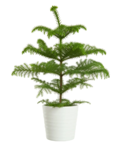 Stuegran - Araucaria 17 cm