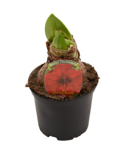 Amaryllis rød 12 cm