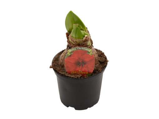 Amaryllis rød 12 cm