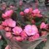 Julebegonia