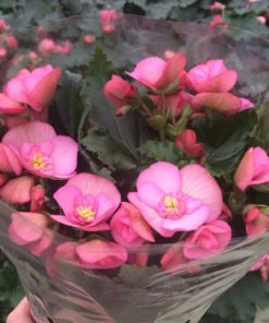 Julebegonia