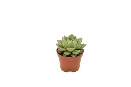 Echeveria - Rosetturt Green gilva mini