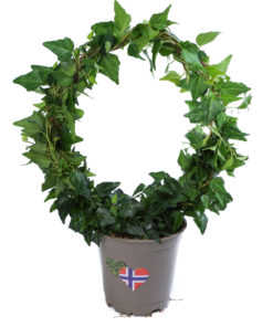 Hedera - Eføy 12 cm bøyle