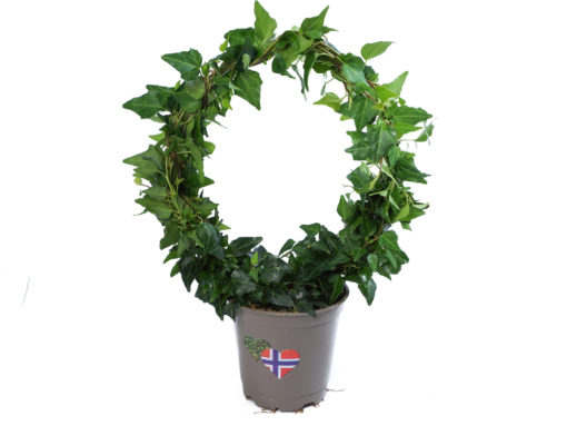 Hedera - Eføy 12 cm bøyle