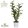 Orkide Dendrobium 12 cm 2 grenet