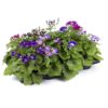 Senecio Senetti 12 cm