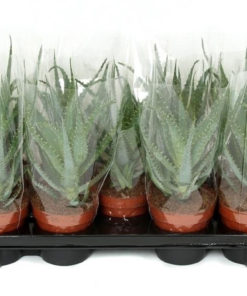 Aloe Arborescens 12 cm