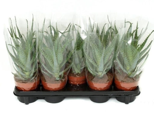 Aloe Arborescens 12 cm