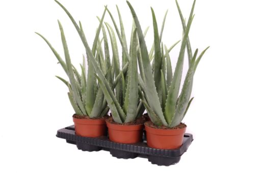 Aloe vera 17 cm