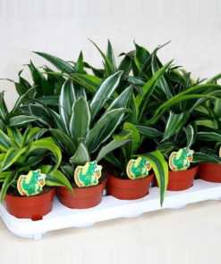 Dracaena mix - Dragetre 11 cm