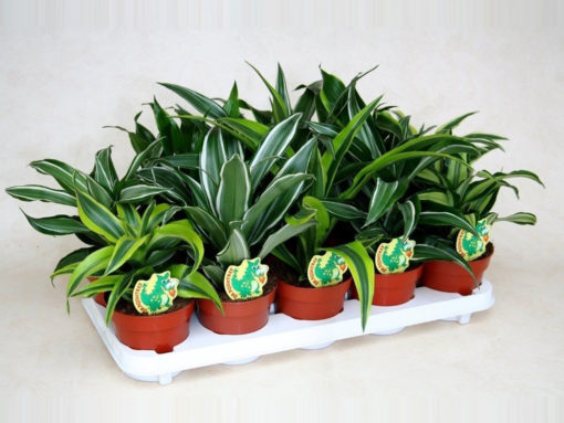 Dracaena mix - Dragetre 11 cm