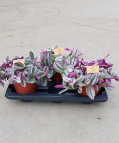 Tradescantia - Husvandrer 15 cm