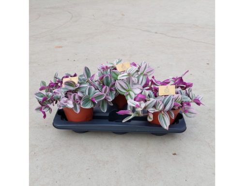 Tradescantia - Husvandrer 15 cm