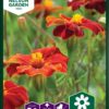 Fløyelsblomst, Burning Embers