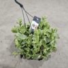 Tradescentia - Husvandrer ampel 17 cm