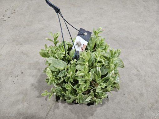 Tradescentia - Husvandrer ampel 17 cm