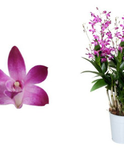 Orkide Dendrobium 12 cm