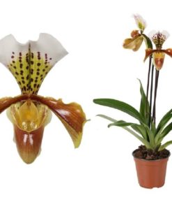 Orkide Paphiopedilum 12 cm