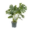 Monstera - Vindusblad 30 cm