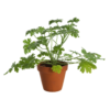 Pelargonia Sitron 12 cm