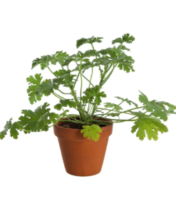 Pelargonia Sitron 12 cm