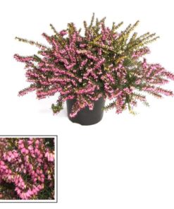 Erica Carnea - Vårlyng 12 cm