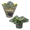 Streptocarpus - Vrifrukt Pretty Turtle 13 cm