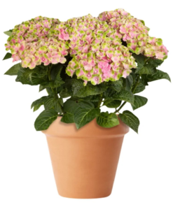 Hortensia Magical 11 cm