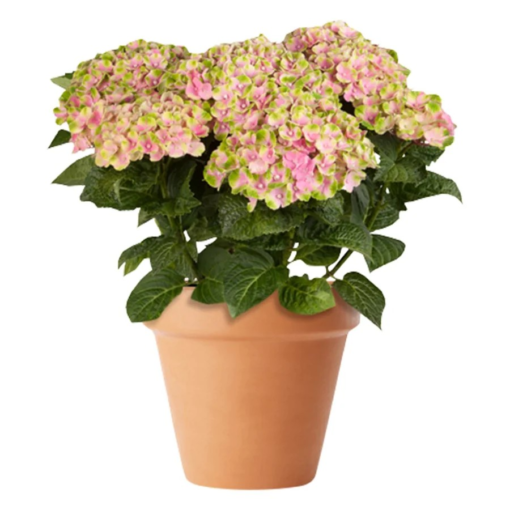 Hortensia Magical 11 cm