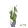 Sanseveria Cylindria - Bajonettplante Rocket 11 cm