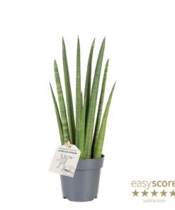 Sanseveria Cylindria - Bajonettplante Rocket 11 cm