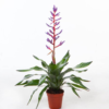 Aechmea - Flekkkrukke Blue rain 15 cm