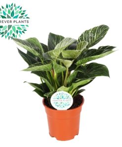 Philodendron Birkin 17 cm