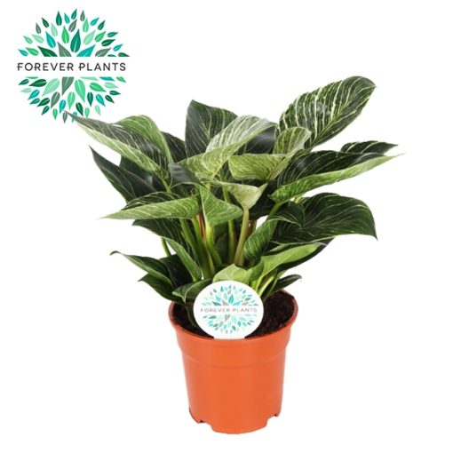 Philodendron Birkin 17 cm