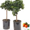 Calamondin 19 cm oppstammet